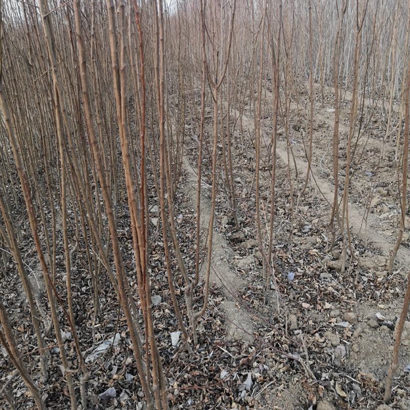 沙红桃树苗80cm以上园圃苗秋彤桃树苗，齐鲁巨红桃树