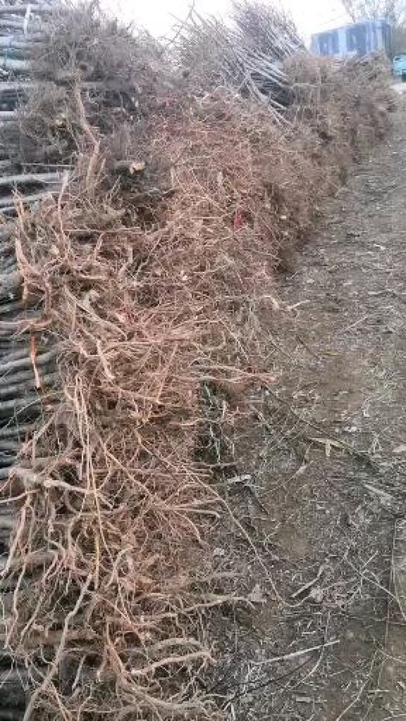 沙红桃树苗80cm以上园圃苗秋彤桃树苗，齐鲁巨红桃树