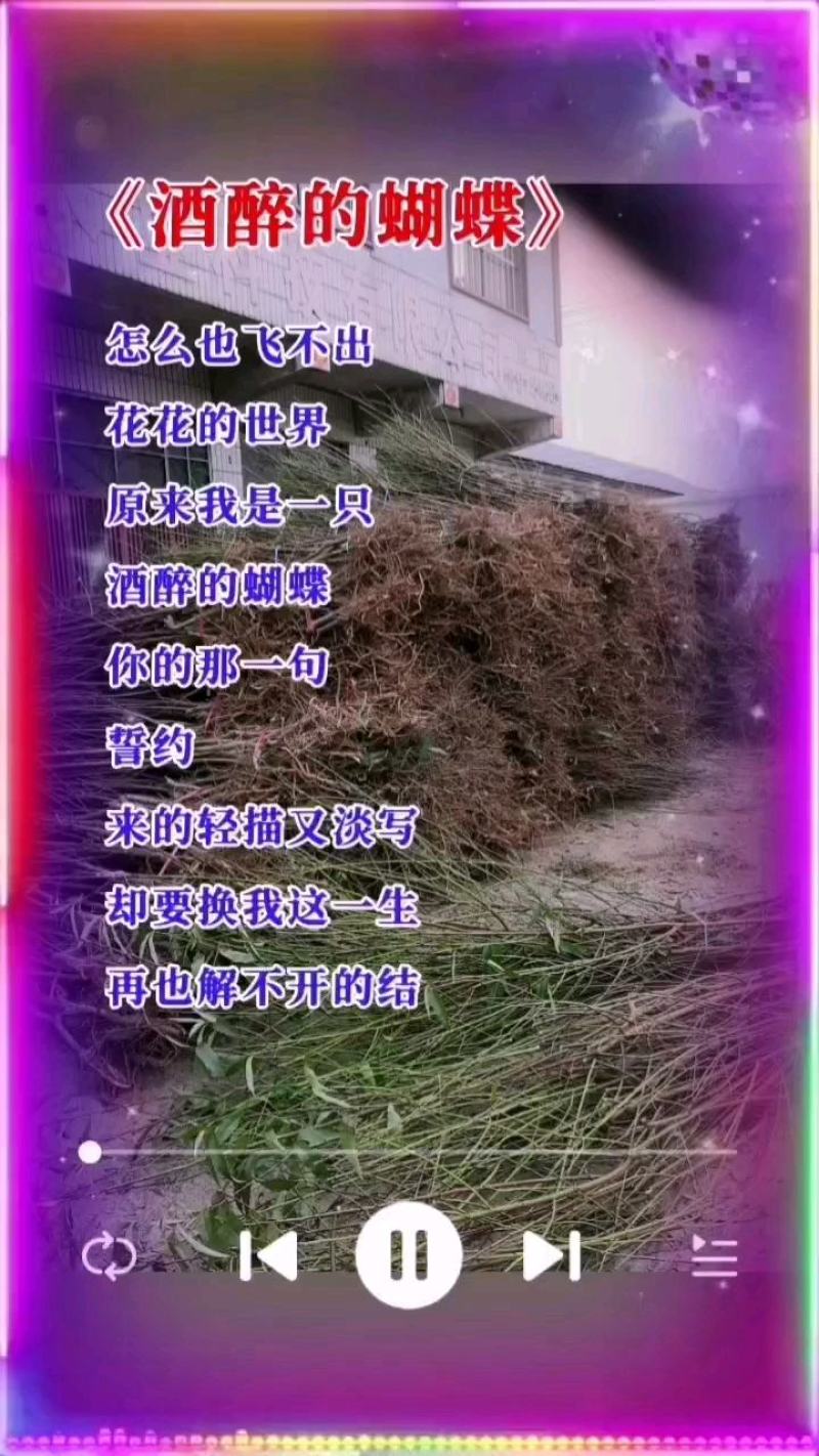沙红桃树苗80cm以上园圃苗秋彤桃树苗，齐鲁巨红桃树