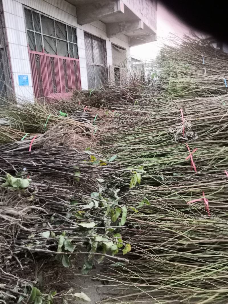 沙红桃树苗80cm以上园圃苗秋彤桃树苗，齐鲁巨红桃树