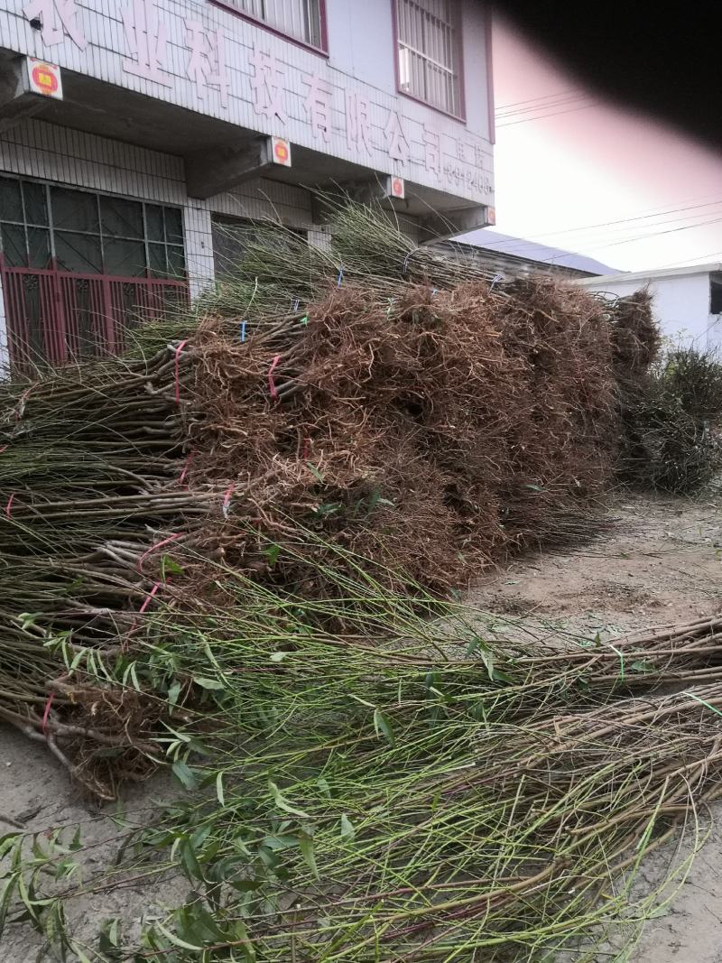 沙红桃树苗80cm以上园圃苗秋彤桃树苗，齐鲁巨红桃树