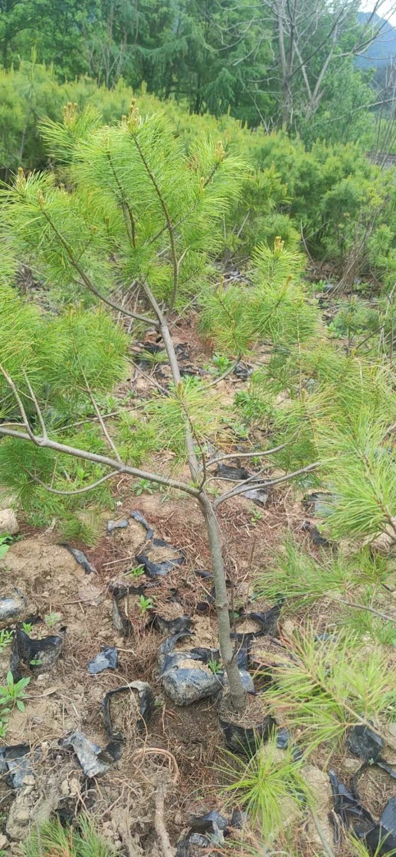 华山松，华山松杯苗，华山松大田苗，海量供应，价格便宜欢迎