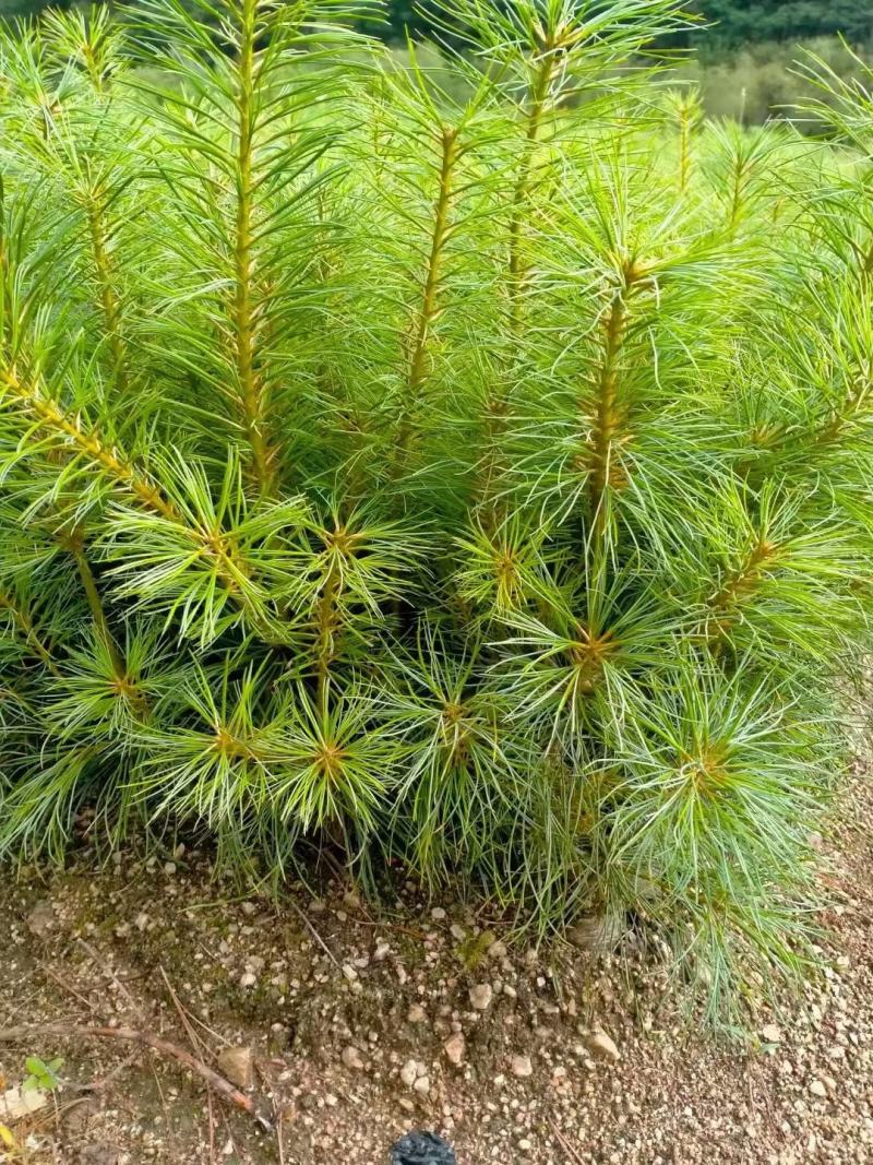 华山松，华山松杯苗，华山松大田苗，海量供应，价格便宜欢迎