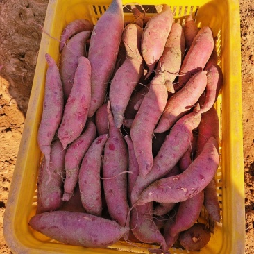 小蜜薯