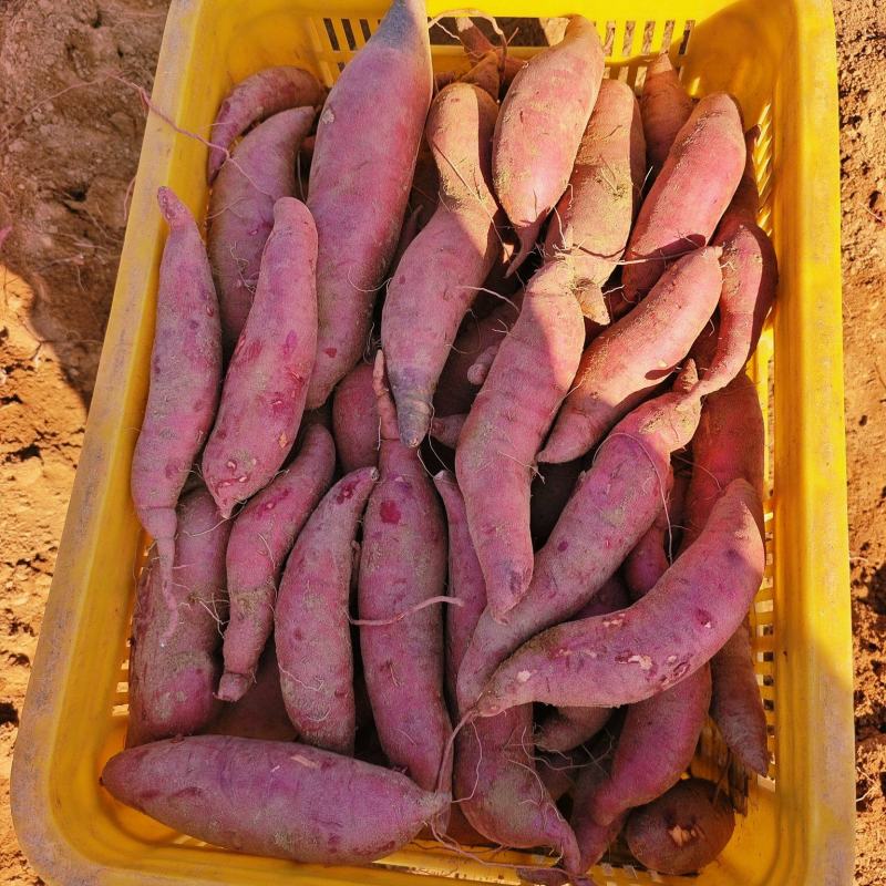 小蜜薯