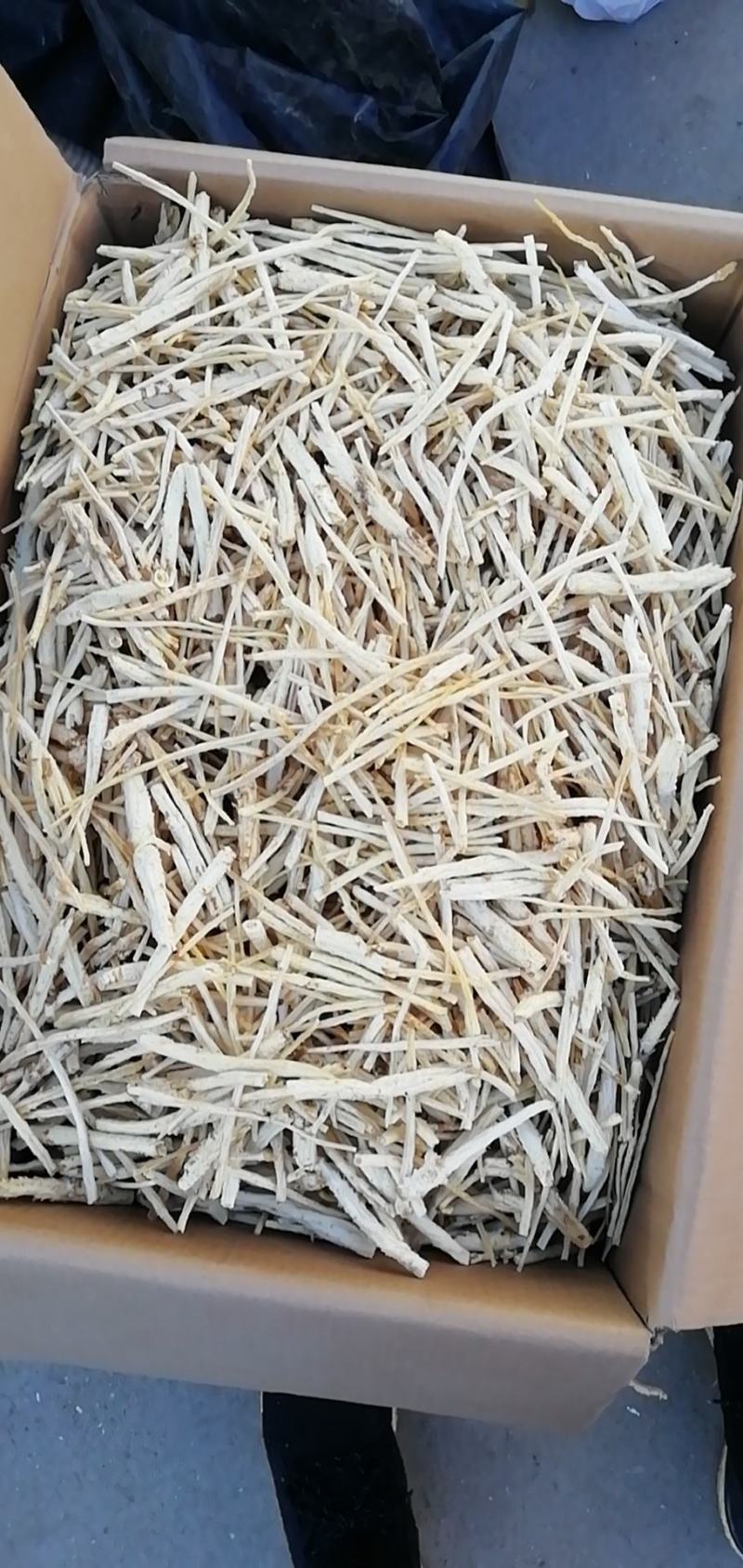 北沙参人工栽培统条干