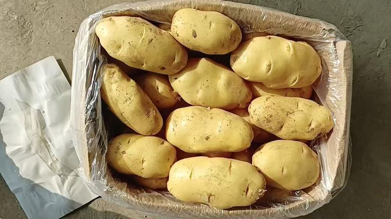 山东冷库储存小棚四两以上荷兰十五土豆，规格齐全