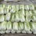 白菜大白菜秋宝青杂三号黄心白菜净菜毛菜一手货源