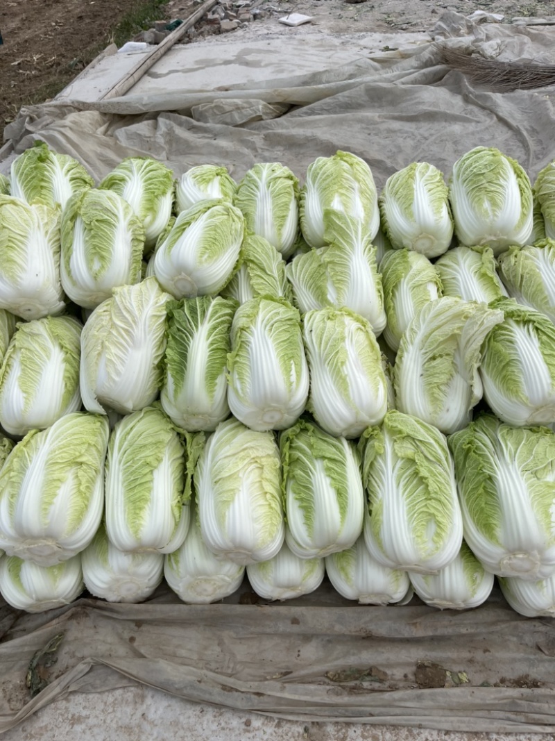 白菜大白菜秋宝青杂三号黄心白菜净菜毛菜一手货源