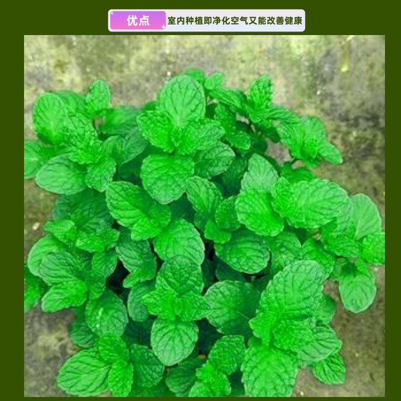 留兰香薄荷种子香水薄荷可食用花坛庭院绿化驱蚊花卉美国薄荷