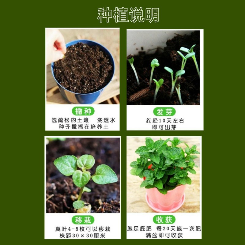 留兰香薄荷种子香水薄荷可食用花坛庭院绿化驱蚊花卉美国薄荷