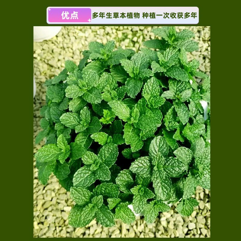 留兰香薄荷种子香水薄荷可食用花坛庭院绿化驱蚊花卉美国薄荷