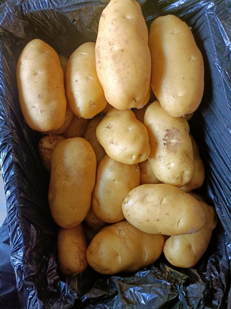 山东冷库储存小棚四两以上荷兰十五土豆，规格齐全