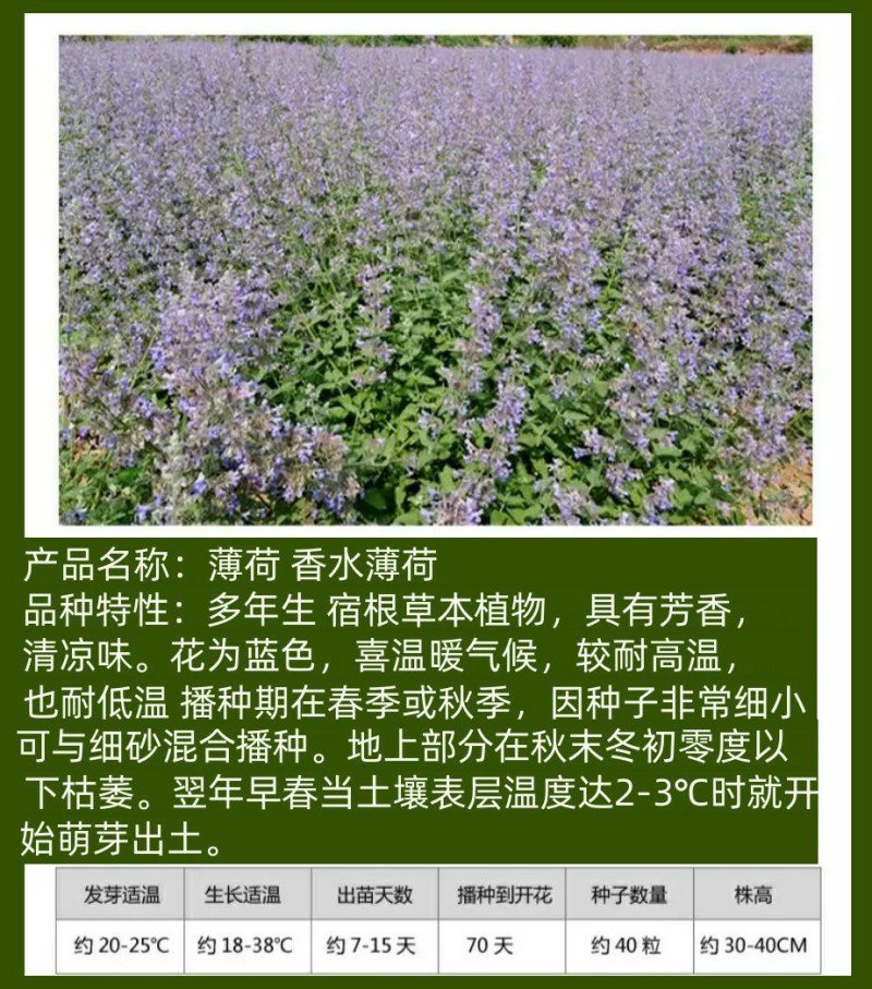 留兰香薄荷种子香水薄荷可食用花坛庭院绿化驱蚊花卉美国薄荷