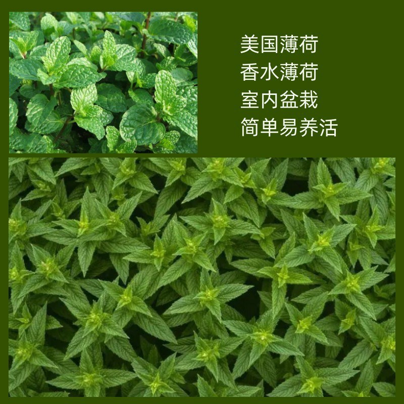 留兰香薄荷种子香水薄荷可食用花坛庭院绿化驱蚊花卉美国薄荷