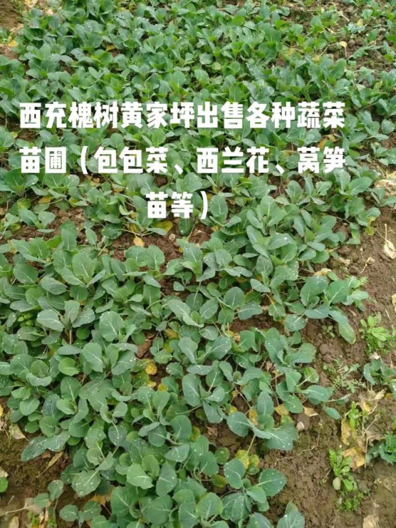 甘蓝苗~包菜苗～种植基地直售（免费技术指导）