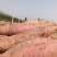 板栗红薯，