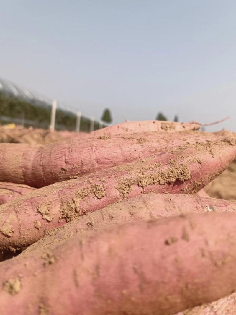 板栗红薯，