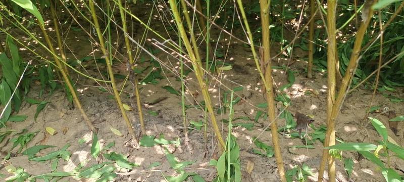 毛桃实生苗嫁接粘木量大质优规格齐全很粗苗壮