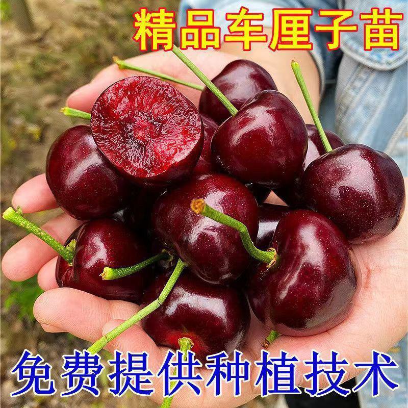 苗圃直发樱桃苗黑珍珠俄罗斯8车厘子苗基地直发全国发货