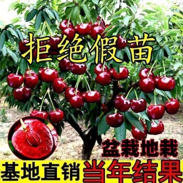 苗圃直发樱桃苗黑珍珠俄罗斯8车厘子苗基地直发全国发货