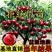 苗圃直发樱桃苗黑珍珠俄罗斯8车厘子苗基地直发全国发货