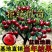 苗圃直发樱桃苗黑珍珠俄罗斯8车厘子苗基地直发全国发货