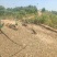 散养鸡跑地鸡土鸡足年无抗
