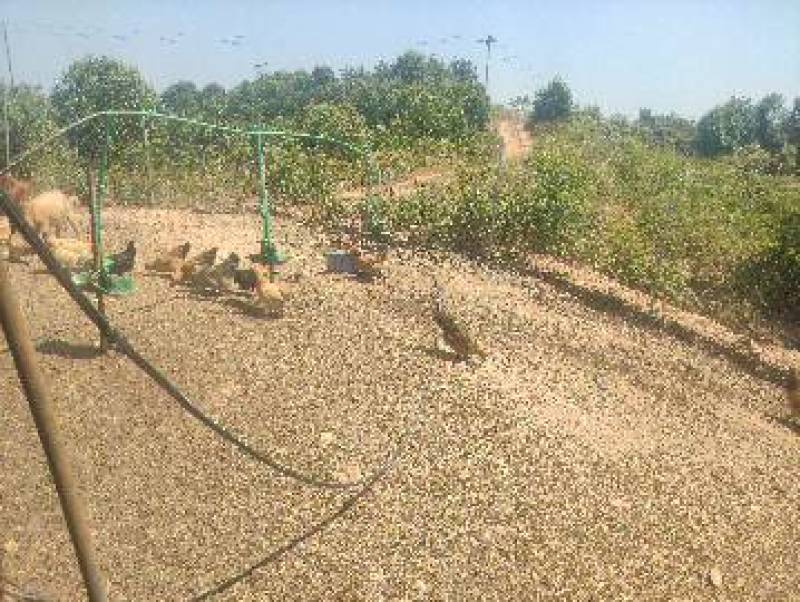 散养鸡跑地鸡土鸡足年无抗
