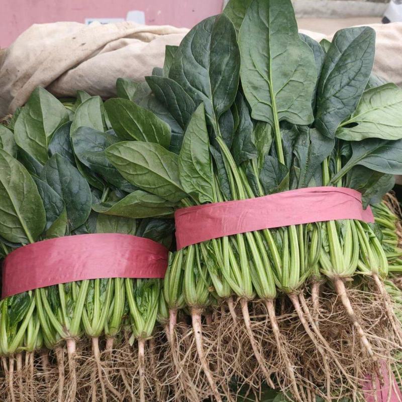 精品大叶菠菜，20-25厘米规格多样，全国常年代办电联