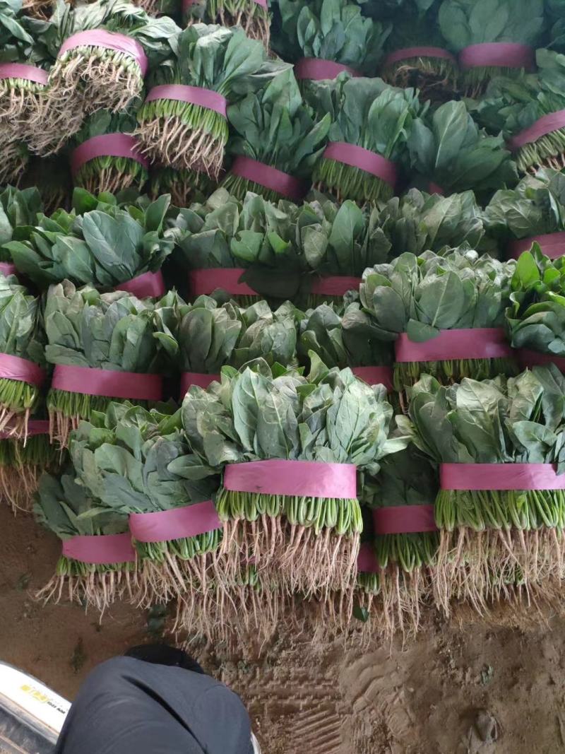 精品大叶菠菜，20-25厘米规格多样，全国常年代办电联