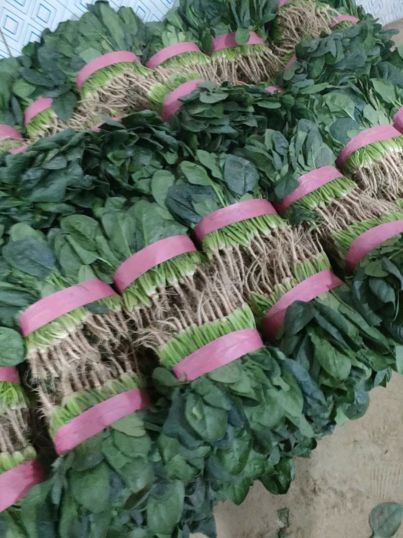 精品大叶菠菜，20-25厘米规格多样，全国常年代办电联