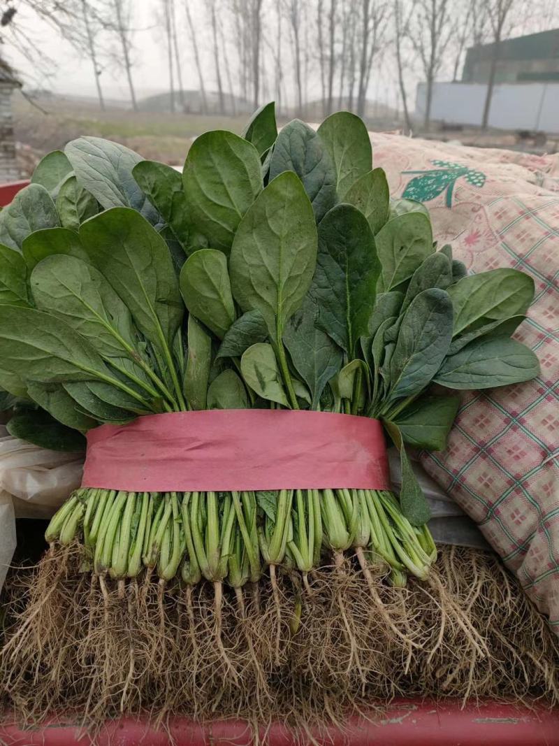 精品大叶菠菜，20-25厘米规格多样，全国常年代办电联