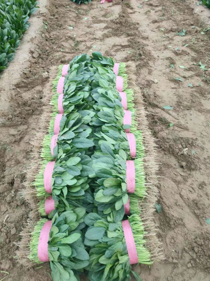精品大叶菠菜，20-25厘米规格多样，全国常年代办电联