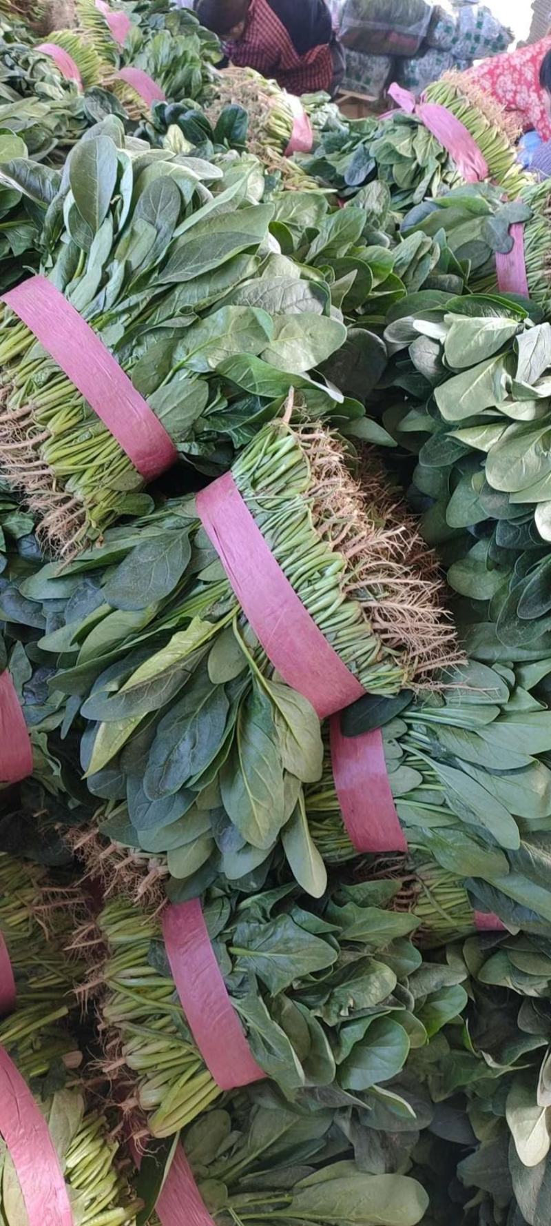 精品大叶菠菜，20-25厘米规格多样，全国常年代办电联
