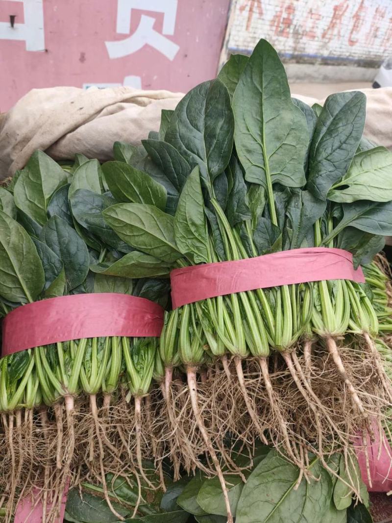 精品大叶菠菜，20-25厘米规格多样，全国常年代办电联