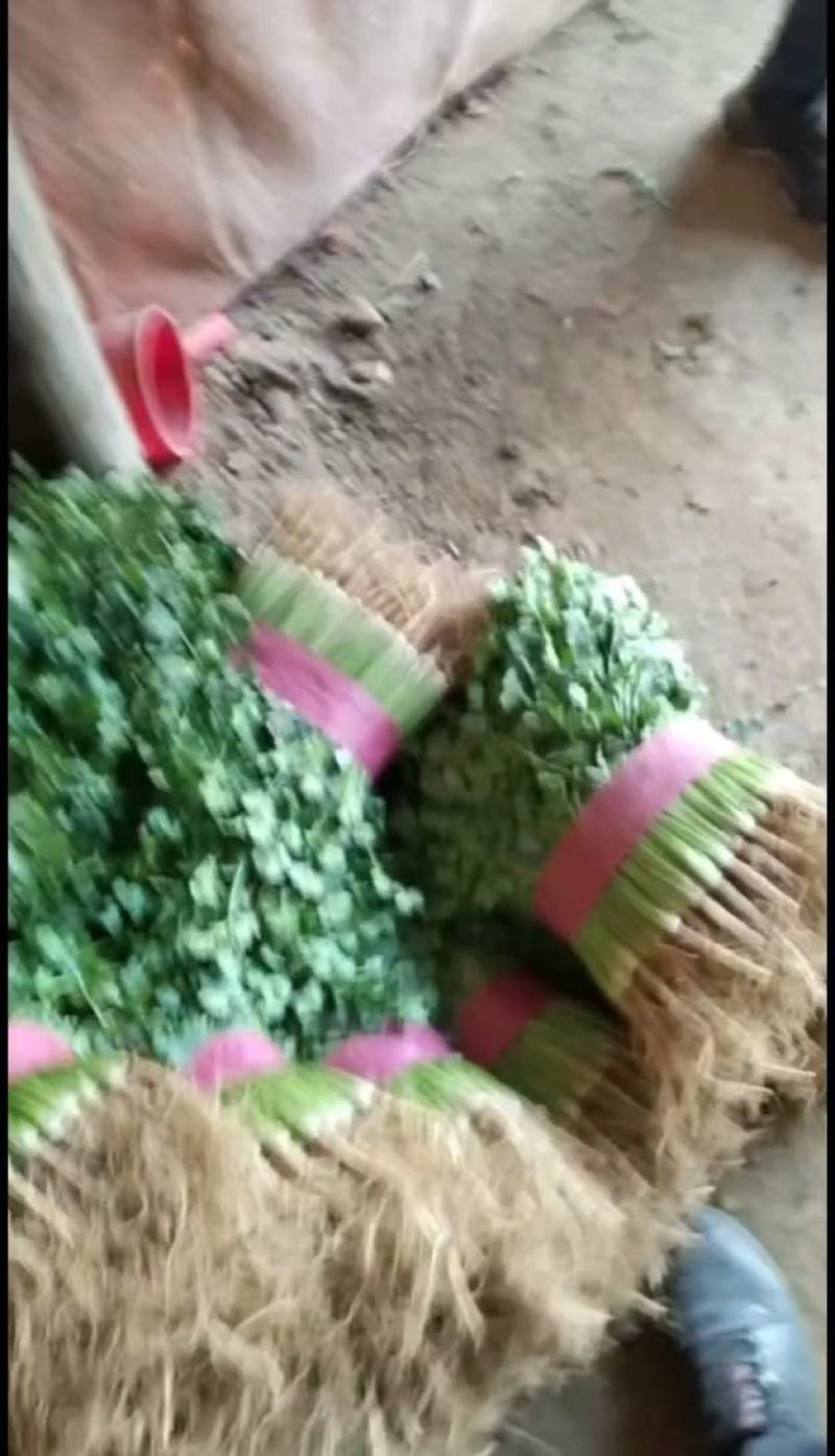 精品菠菜，，叶大色绿，耐运输，短根长跟都可预订，