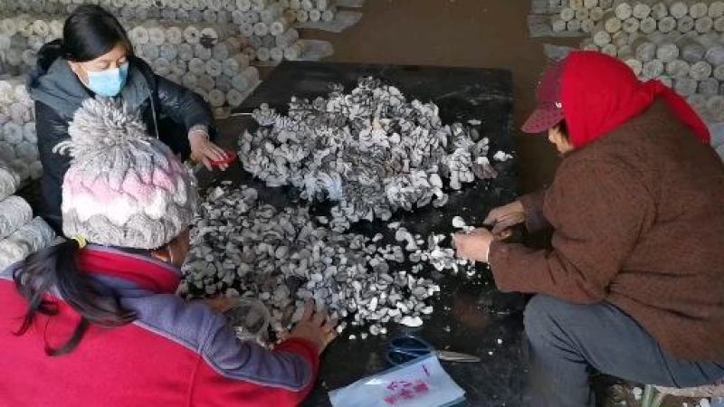 剪根小黑平精品菇，袋装，每袋6两，一件20袋，每50元