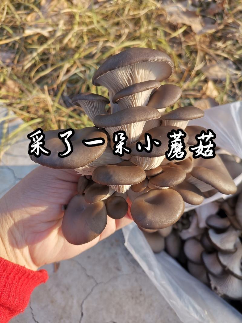 剪根小黑平精品菇，袋装，每袋6两，一件20袋，每50元