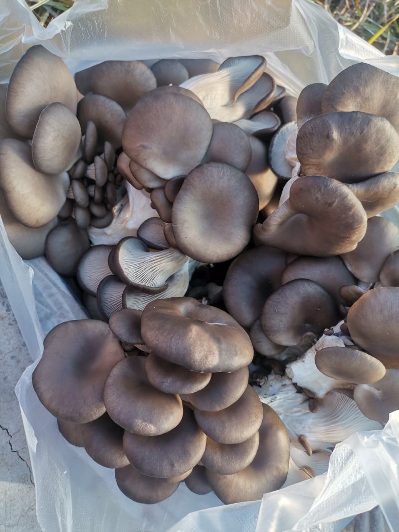 剪根小黑平精品菇，袋装，每袋6两，一件20袋，每50元
