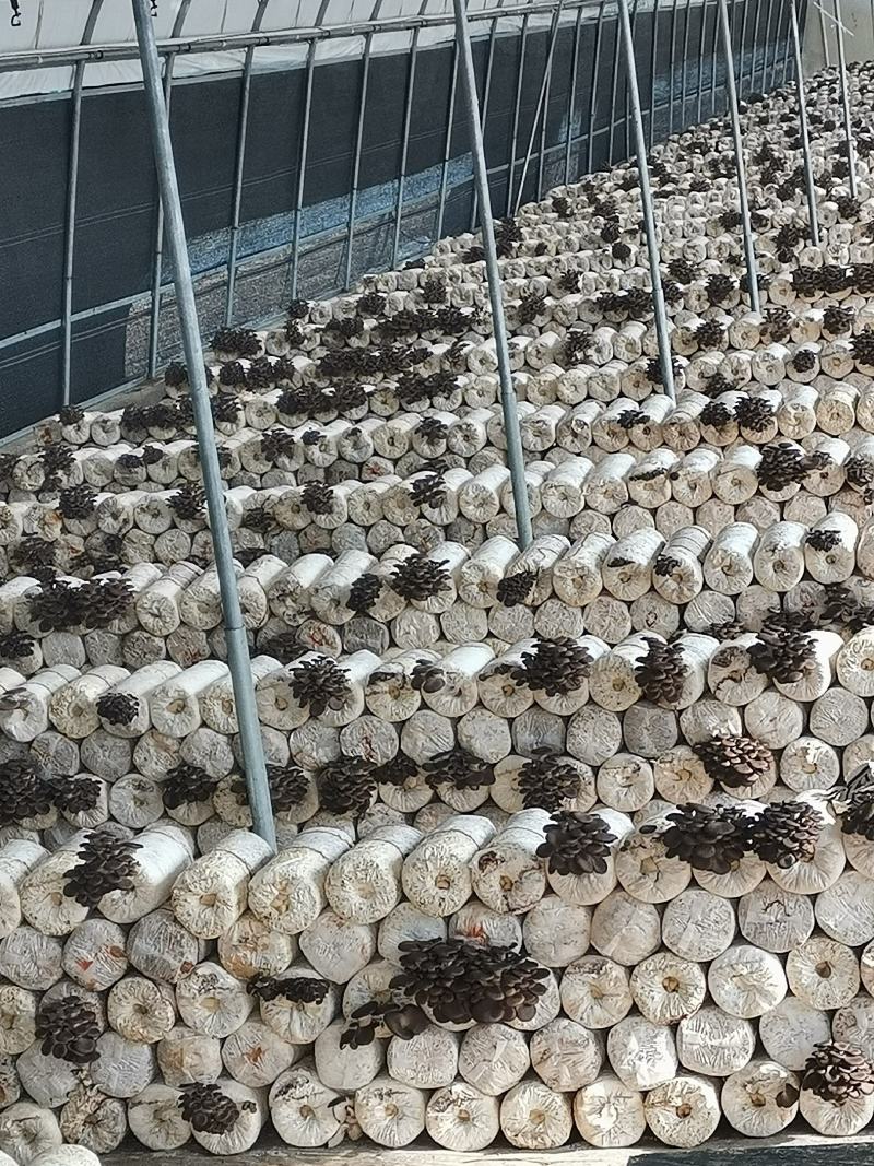 剪根小黑平精品菇，袋装，每袋6两，一件20袋，每50元