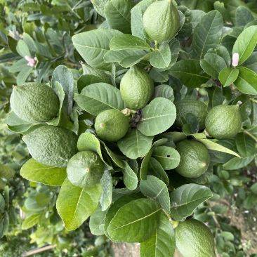 无籽广东香水柠檬