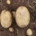 v7土豆，沃土种子优质微型薯基地好种薯下单免费技术指导