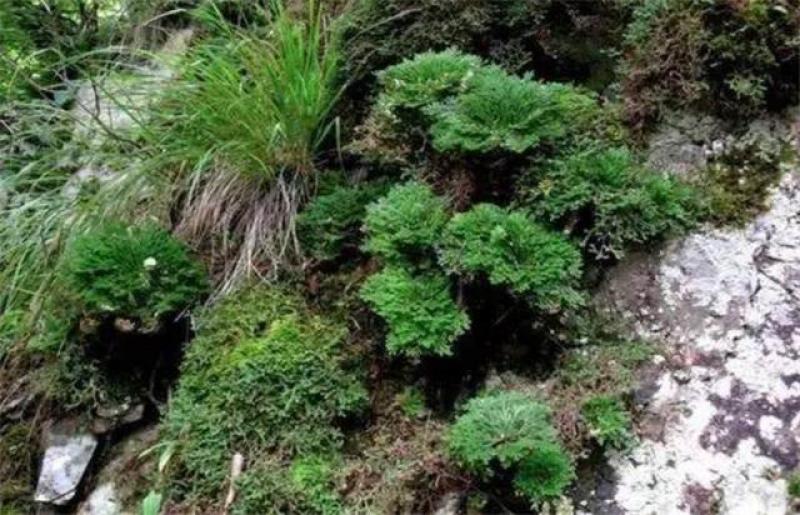 还魂草产于四川省雅安石棉，大山里面，采摘危险