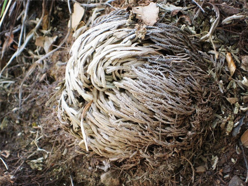 还魂草产于四川省雅安石棉，大山里面，采摘危险