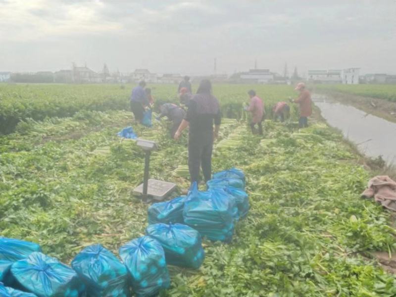 江苏芹菜精品西芹，芹菜，西芹源头基地价格便宜