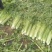 江苏芹菜精品西芹，芹菜，西芹源头基地价格便宜