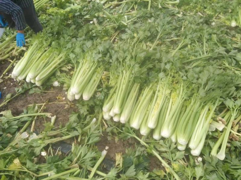 江苏芹菜精品西芹，芹菜，西芹源头基地价格便宜