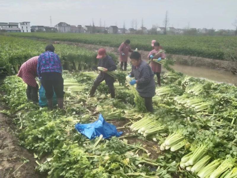 江苏芹菜精品西芹，芹菜，西芹源头基地价格便宜