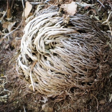 还魂草产于四川省雅安石棉，大山里面，采摘危险